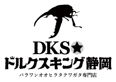 DKSドルクスキング静岡パラワンオオヒラタクワガタ