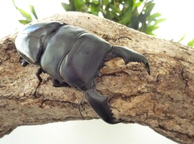 スマトラオオヒラタクワガタ｜オオヒラタクワガタ｜ドルクスキング静岡