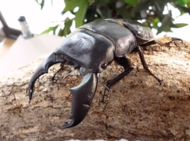 スマトラオオヒラタ・アチェ  98ｍｍ（DKS☆R）