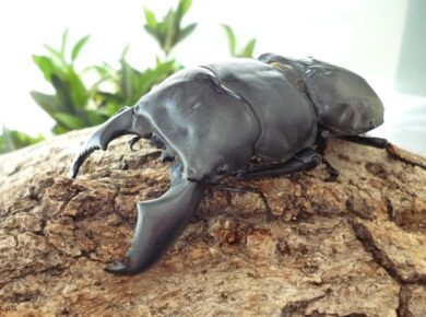 スマトラオオヒラタクワガタ｜オオヒラタクワガタ｜ドルクスキング静岡
