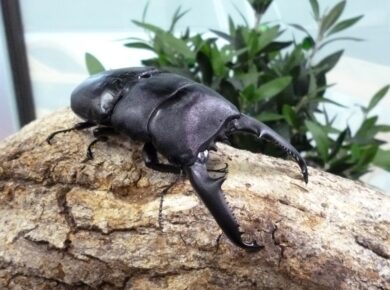 パラワンオオヒラタ110ｍｍ　＋♀（MAT）