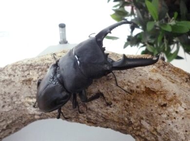 パラワンオオヒラタクワガタ｜オオヒラタクワガタ｜ドルクスキング静岡