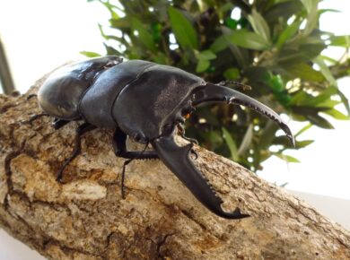 パラワンオオヒラタ109ｍｍ　 （MAT）